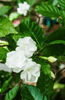 Load image into Gallery viewer, Premium Gardenia Jasminoides Seeds | Buy High-Quality Seeds Online