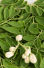 Afbeelding laden in galerijviewer, Shop Moringa Oleifera Seeds - Supercharge Your Health 