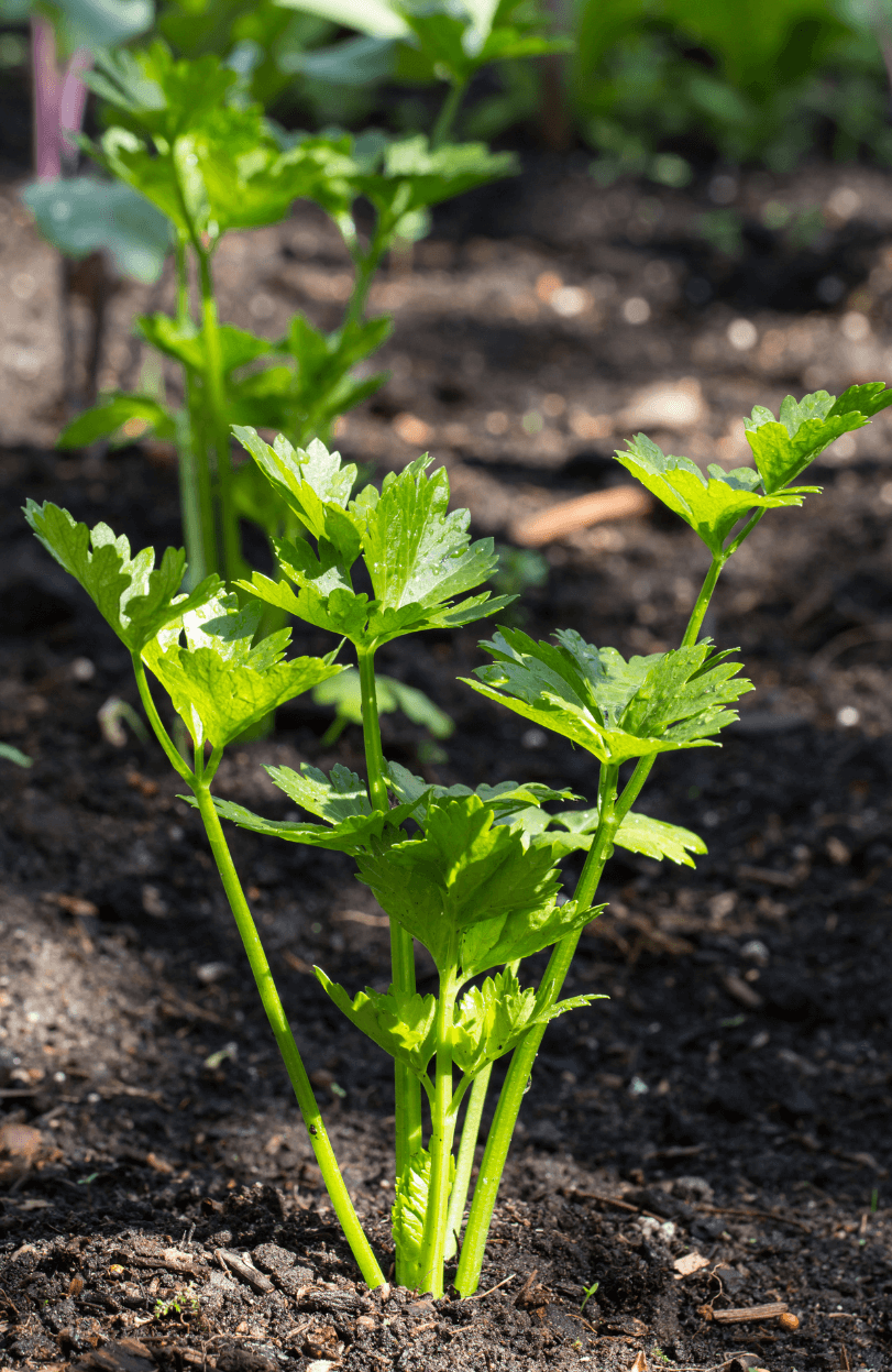 Crisp Garden Delight: Buy Noble Celery Seeds for Freshness and Crunch