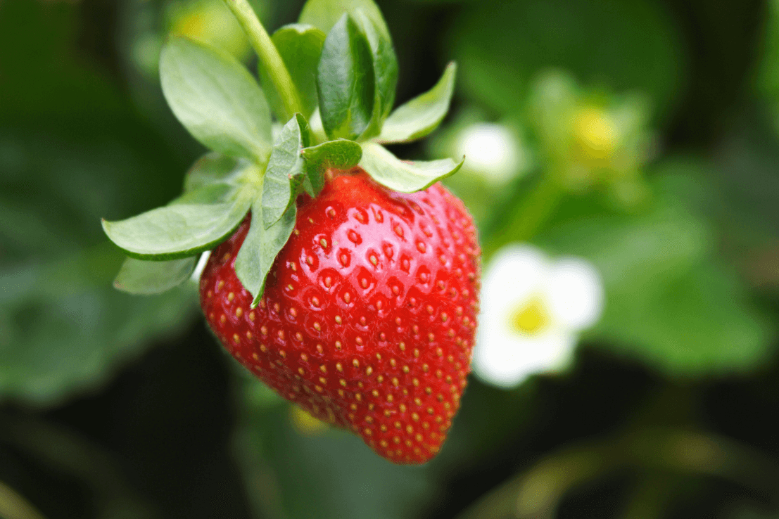 Start Your Garden with Red Strawberry Seeds | Enjoy Sweet and Juicy Berries