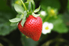Start Your Garden with Red Strawberry Seeds | Enjoy Sweet and Juicy Berries
