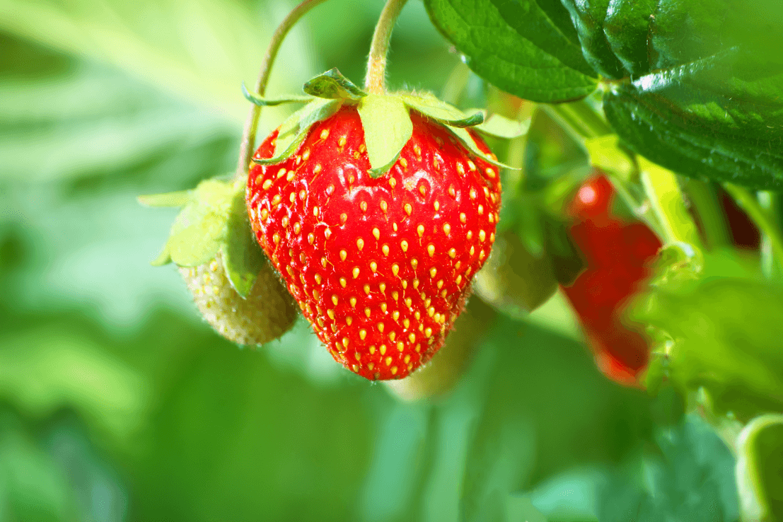 Premium Red Strawberry Seeds | Buy High-Quality Seeds Online 
