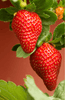 Buy Red Strawberry Seeds Online | Grow Your Own Delicious Fruits 
