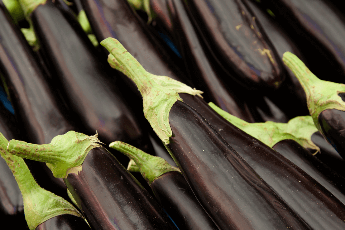 Explore a Variety of Aubergine Seeds | Black Beauty Eggplant Available 