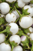 Lataa kuva gallerian katseluohjelmaan, Explore a Variety of White Aubergine Seeds | Ivory Eggplant Available