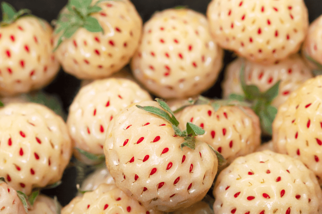 Start Your Garden with White Strawberry Seeds | Fresh and Flavorful 