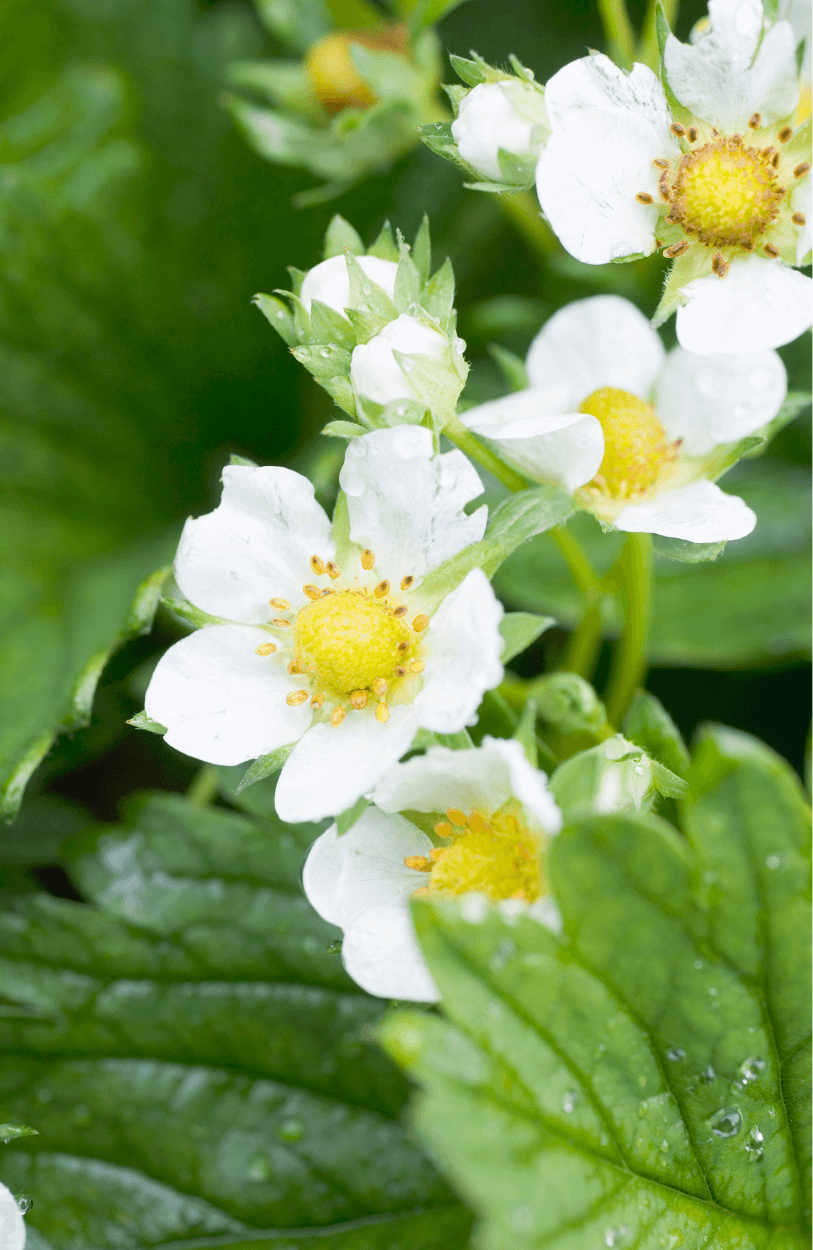 Explore a Variety of White Strawberry Seeds | Enhance Your Garden 
