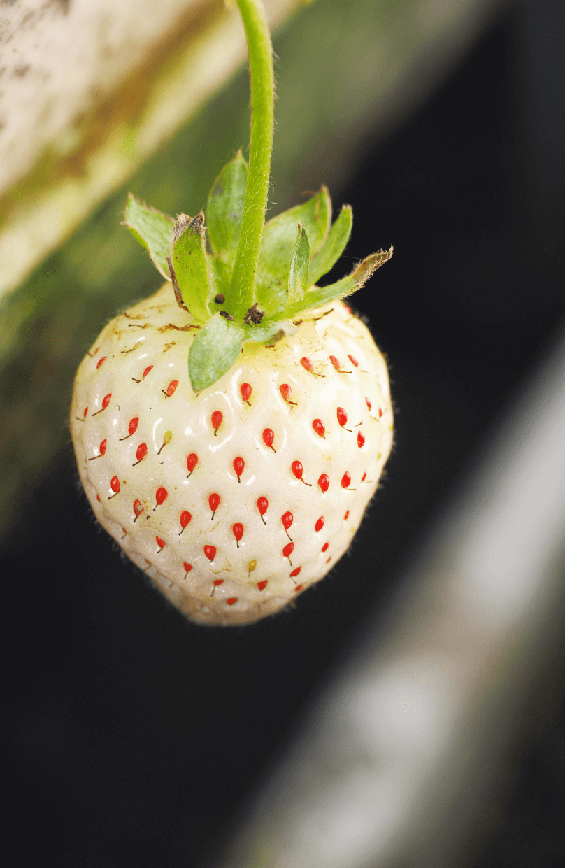 Premium White Strawberry Seeds | Buy White Strawberry Varieties Online