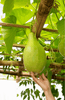 Indlæs billede i gallerifremviser, Start Your Ash Gourd Garden Today | Shop for Top-Quality Seeds