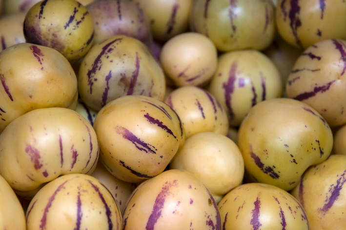 Healthy Pepino Melon Pear (Solanum muricatum) plant with lush green leaves.