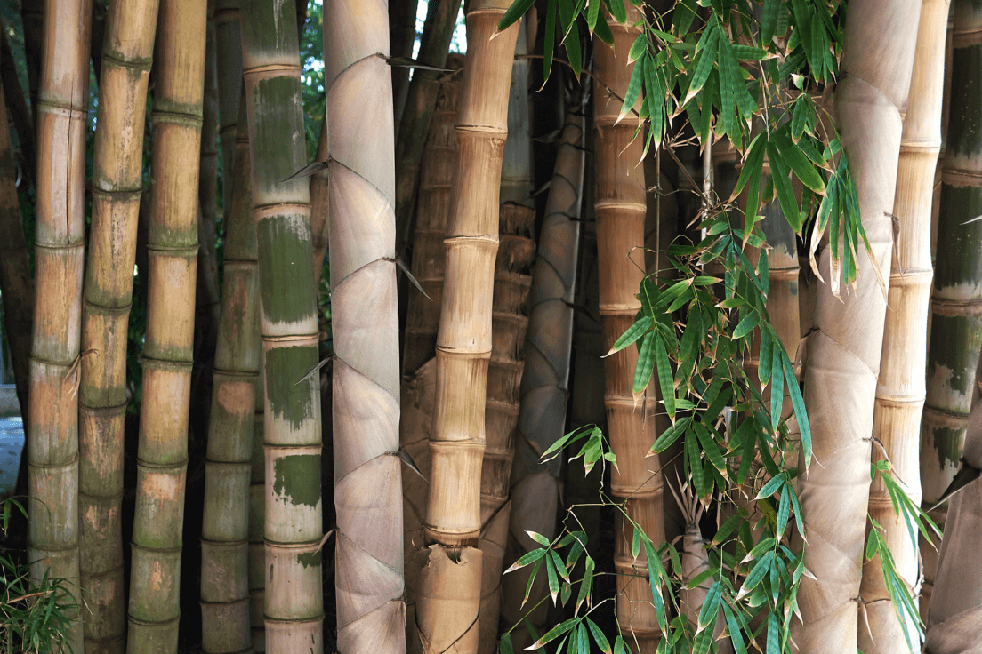 Start Your Bamboo Garden with Big Black Bamboo Seeds | Dendrocalamus Strictus