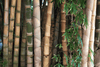 Carica l&#39;immagine nel visualizzatore Galleria, Start Your Bamboo Garden with Big Black Bamboo Seeds | Dendrocalamus Strictus