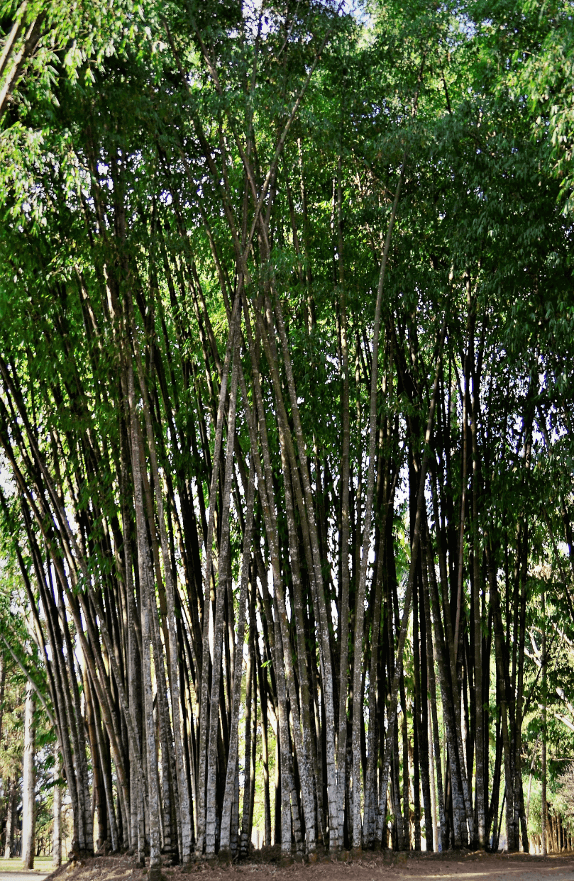 Premium Dendrocalamus Peculiaris Seeds | Buy Unique Bamboo Seeds Online 
