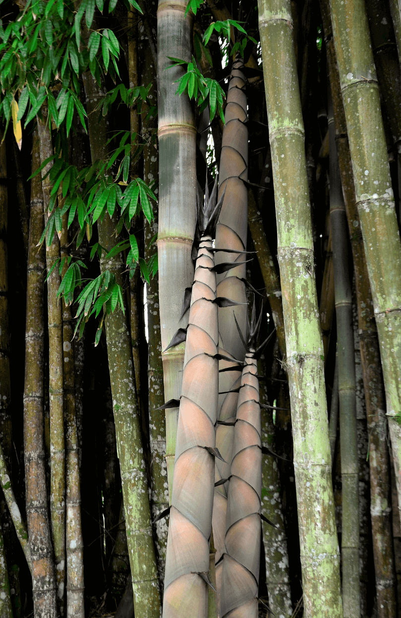 Buy Dendrocalamus asper - Bambu Petung Seeds Online | Grow Your Own Robust Bamboo