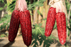 Carica l&#39;immagine nel visualizzatore Galleria, Premium Red Strawberry Corn Seeds | Buy High-Quality Seeds Online 