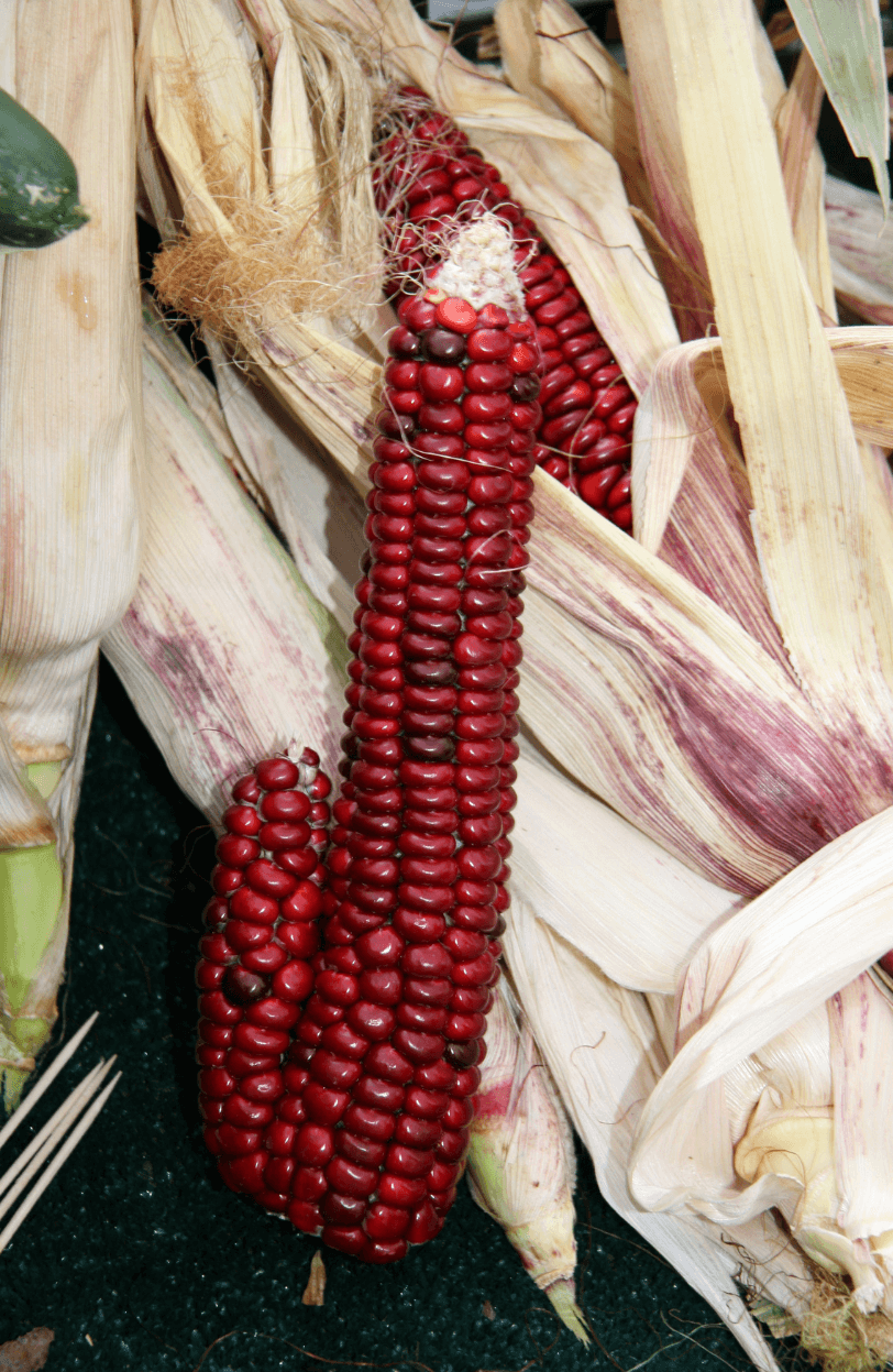 Start Your Garden with Red Strawberry Corn Seeds | Enjoy Beautiful and Tasty Ears