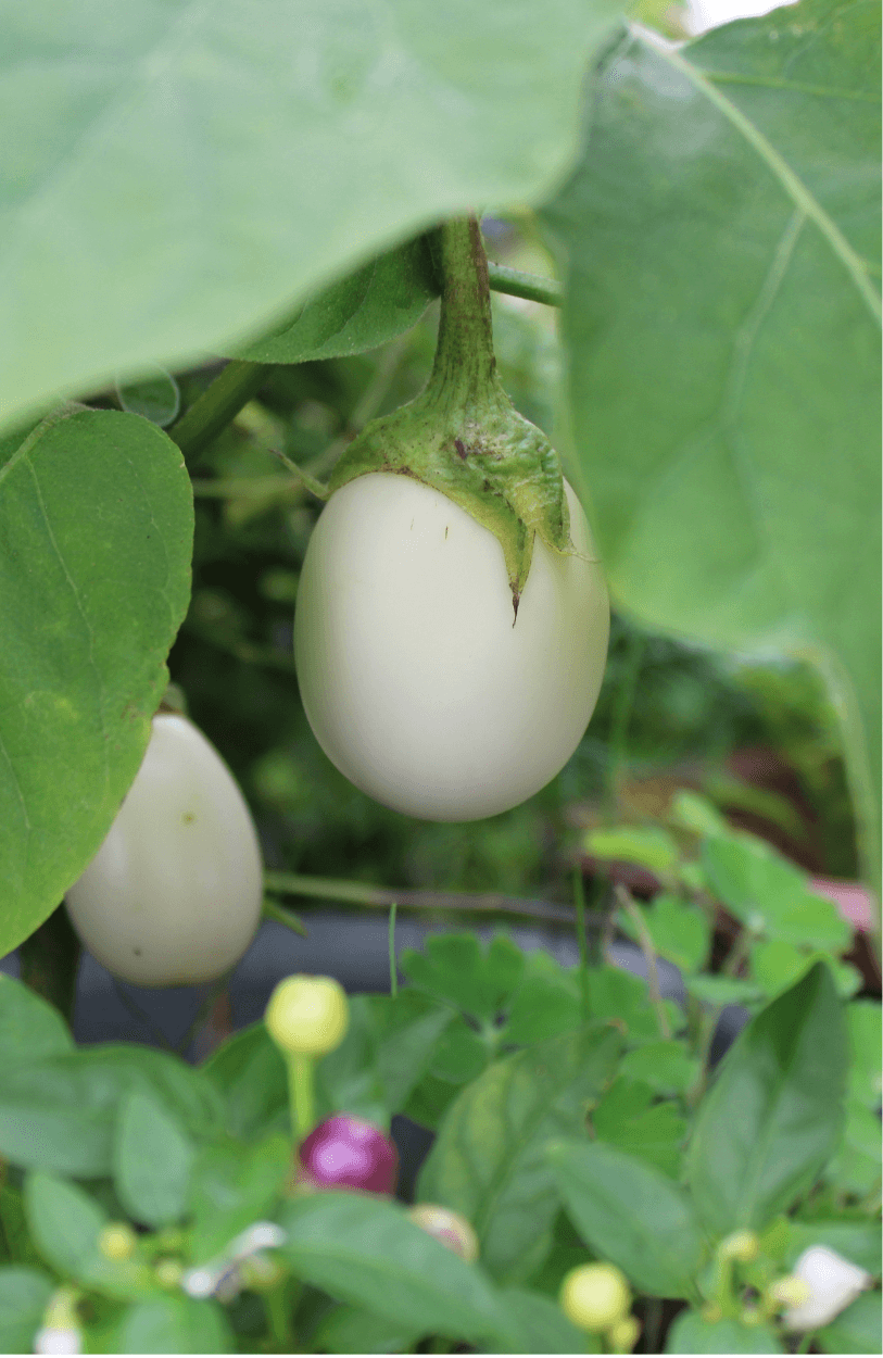 Premium Ivory Eggplant Seeds | Buy White Aubergine Seeds Online