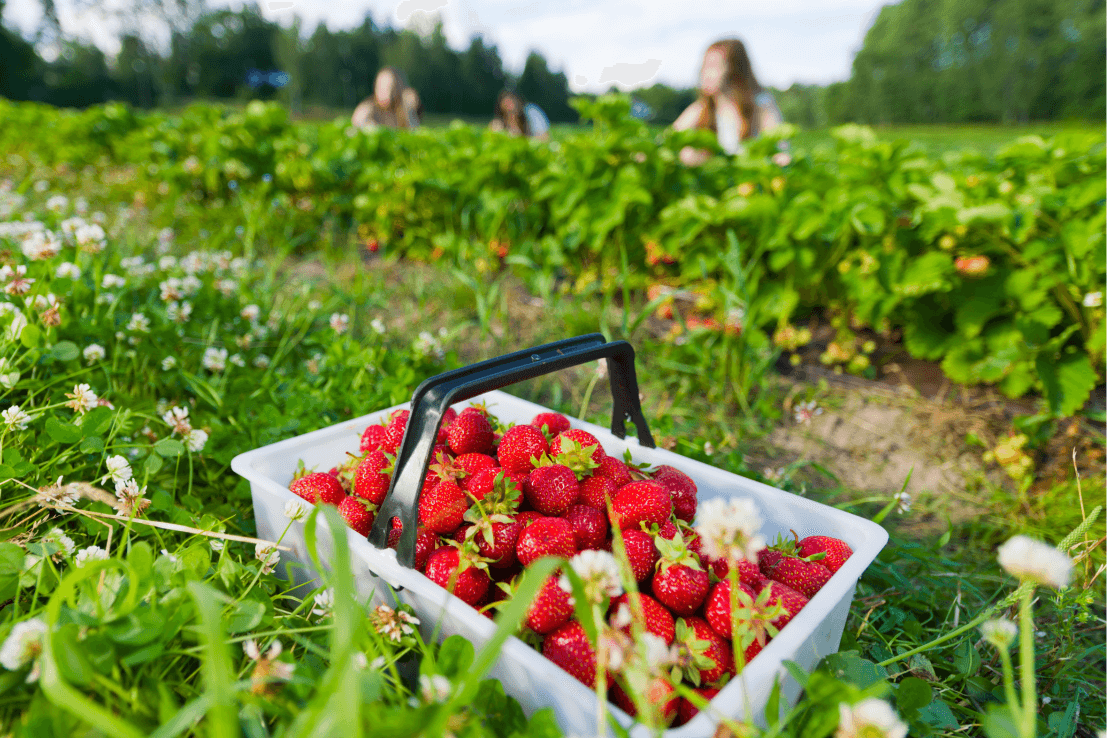 Savor the Sweetness: Buy Red Strawberry Plants for Berry Bliss