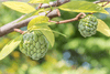 Load image into Gallery viewer, Nature&#39;s Sweet Paradise: Buy Custard Apple for a Tropical Garden Escape