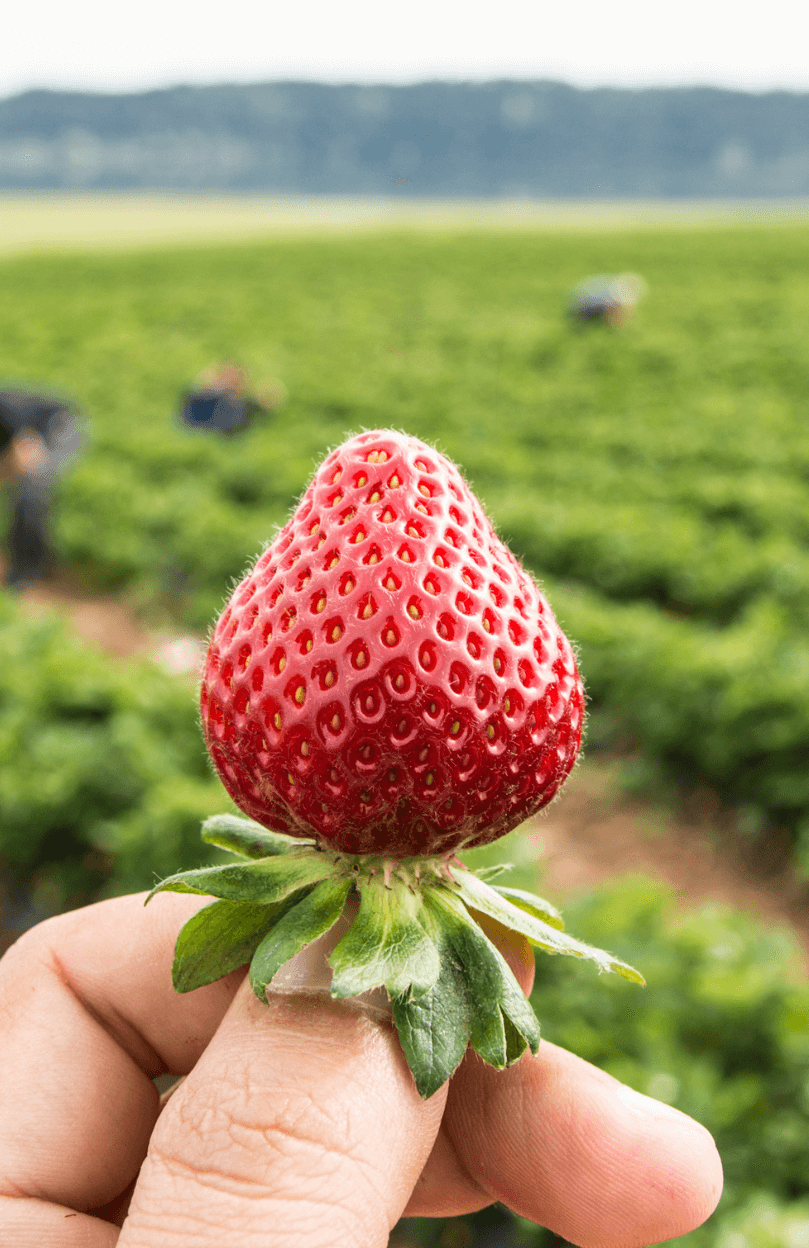 Luscious Red Strawberry Plants: Get Juicy Garden Goodness