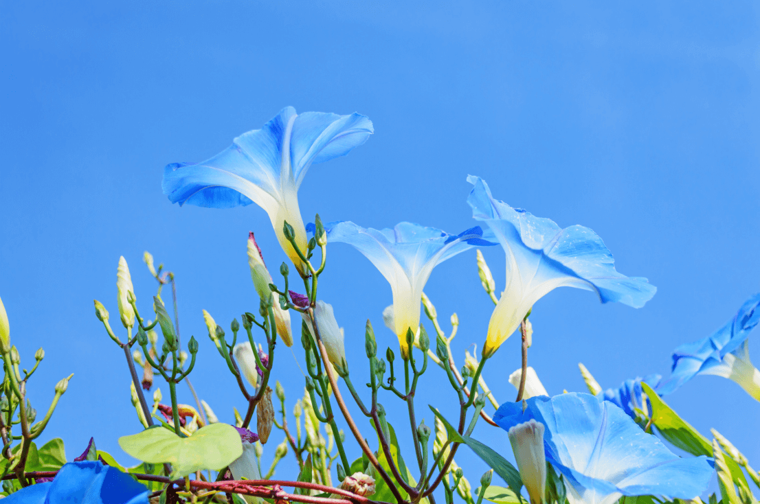 Heavenly Garden Marvel: Buy Morning Glory Seeds for a Captivating Floral Showcase