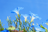 Cargar imagen en el visor de la galería, Heavenly Garden Marvel: Buy Morning Glory Seeds for a Captivating Floral Showcase