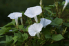 Carica l&#39;immagine nel visualizzatore Galleria, Garden Grace: Get White Morning Glory for Serene and Charming Flowers