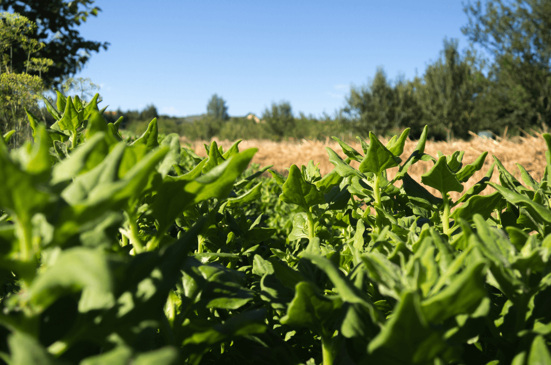 Green Garden Goodness: Get New Zealand Spinach Seeds for Nourishing Salads