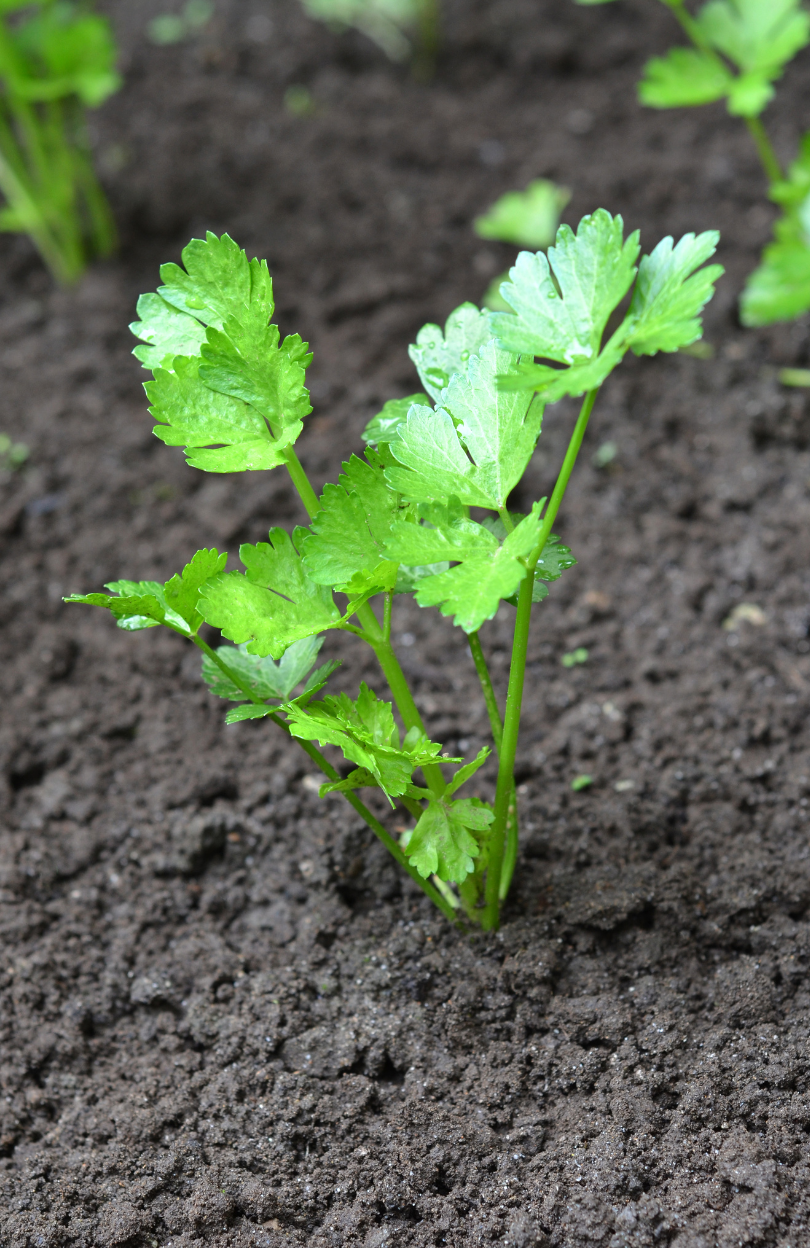 Fresh Garden Harvest: Purchase Noble Celery Seeds for Wholesome Dining