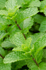 Invigorating Peppermint: Buy Fresh Leaves for Culinary Delights