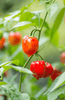 Bild in Galerie-Viewer laden, Buy Habanero Orange Seeds - Bring the Spice to Your Garden