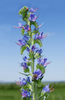 Heavenly Blue Hyssop: Buy Seeds for Fragrant Garden Beauty