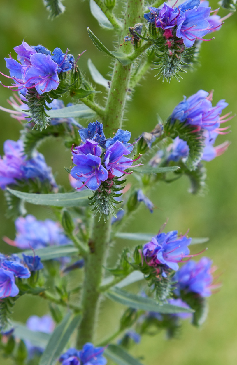 Elevate Your Garden Oasis: Get Hyssop Blue for Serene and Aromatic Bliss