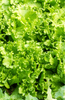 Elevate Your Salads: Get Loose Leaf Lettuce for Colorful and Nutritious Mixes