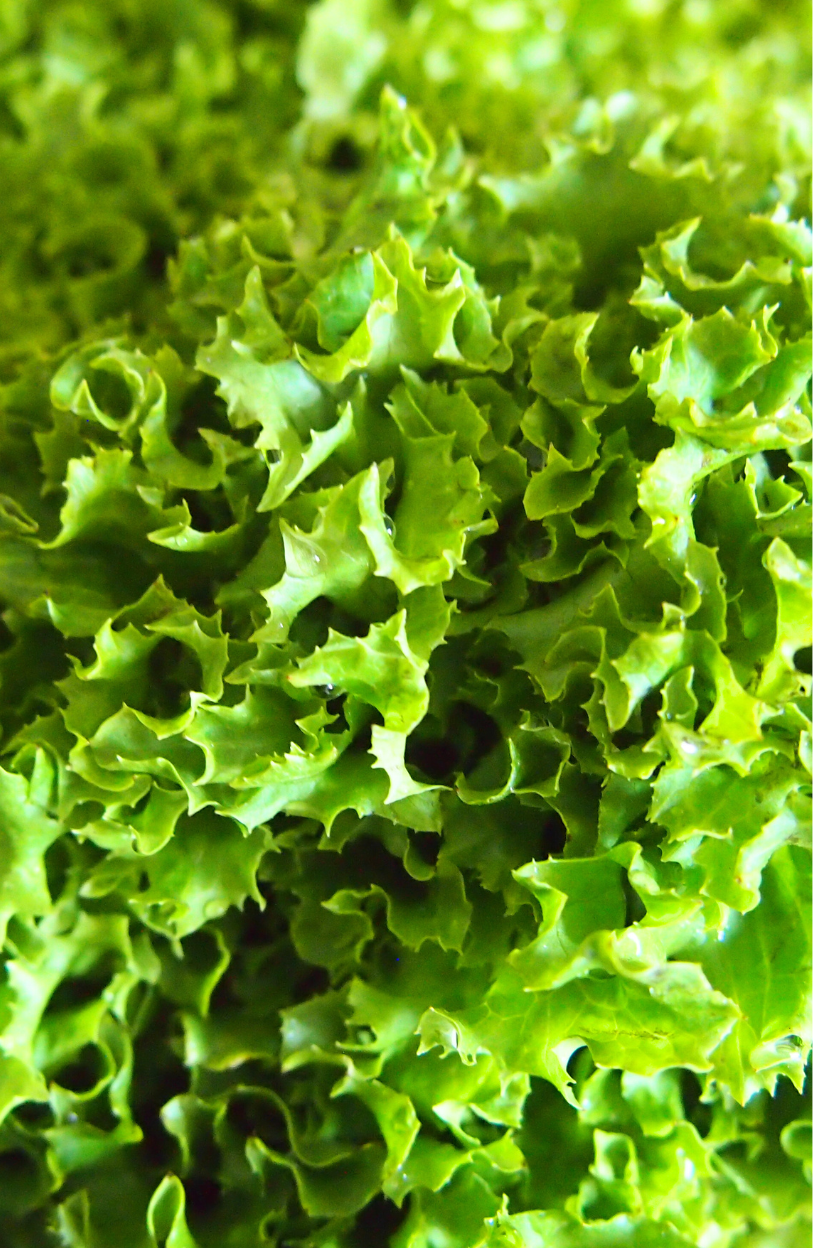 Crisp Salad Essential: Buy Loose Leaf Lettuce for Fresh Garden Delights