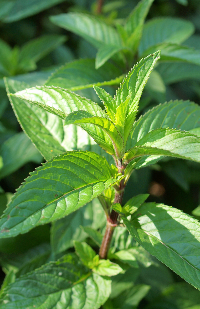 Garden-to-Table Freshness: Purchase Peppermint for Vibrant Herbal Infusions