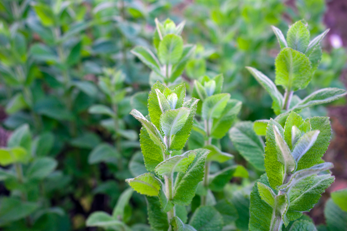Revitalize Your Palate: Buy Peppermint Leaves for Refreshing Culinary Experiences