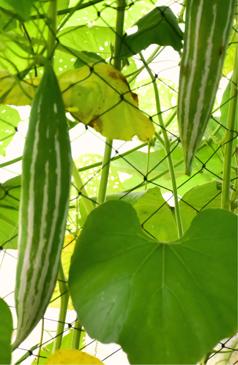 Graceful Garden Beauty: Buy Snake Gourd Seeds for Unique Vines