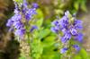 Culinary and Medicinal Wonder: Purchase Hyssop Blue for Herb Garden Delights