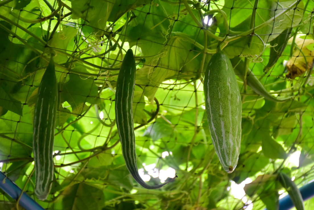 Exquisite Snake Gourd: Buy Seeds for Unique Culinary Adventures