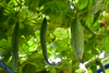 Exquisite Snake Gourd: Buy Seeds for Unique Culinary Adventures