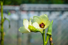 Bild in Galerie-Viewer laden, Elevate Your Garden Scent: Get Abelmoschus Moschatus for Fragrant Blooms