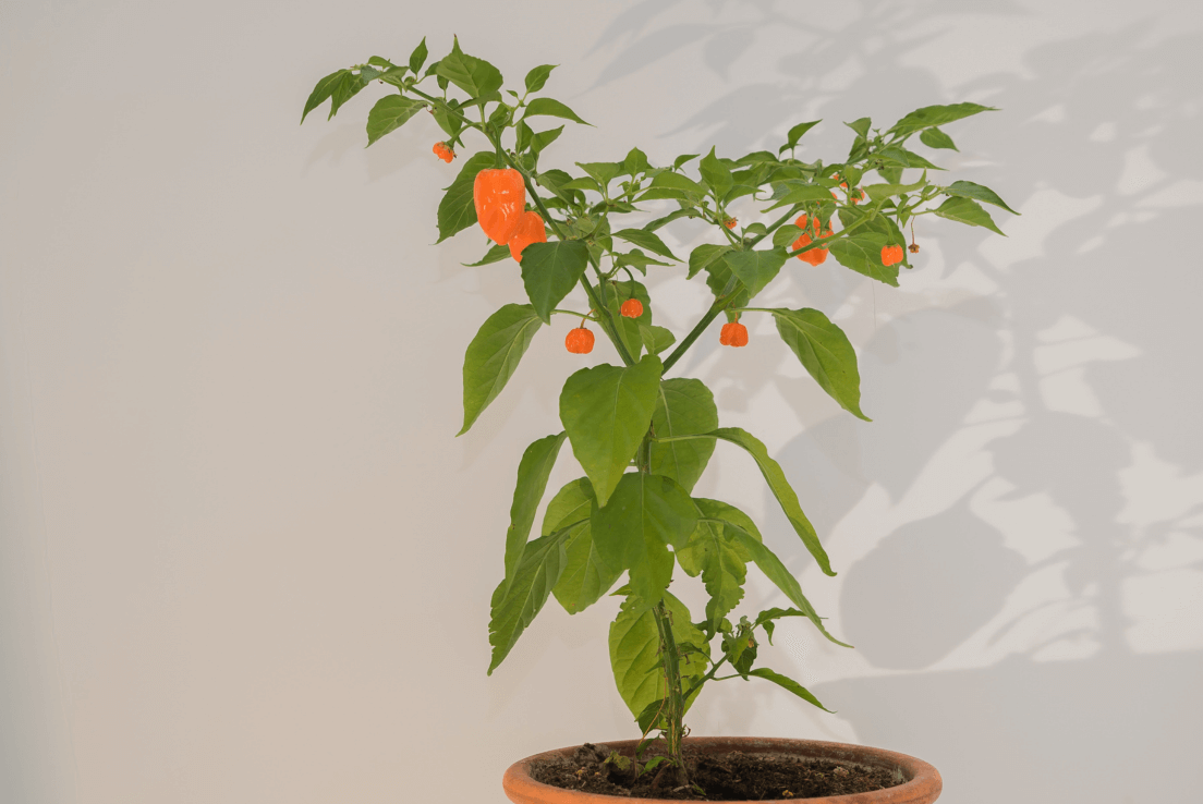 Get Your Habanero Orange Seeds Today - Embrace the Spiciness!