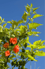 Load image into Gallery viewer, Discover the Heat of Habanero Orange - Buy Your Seeds Now!