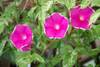 Vibrant Morning Glory Seeds: Buy for a Red Rosy Garden Display