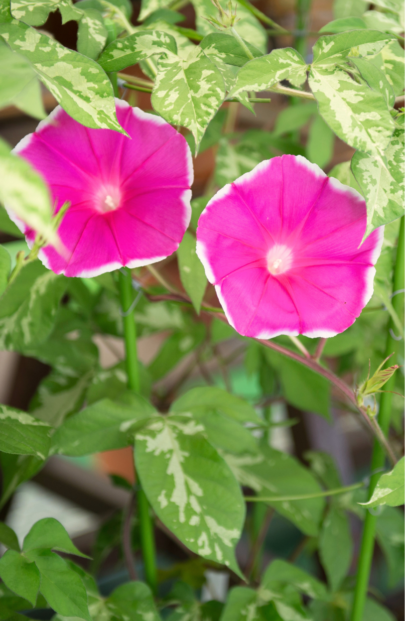 Buy Red Rosy Garden: Morning Glory Seeds for Vibrant Blooms