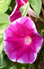 Red Rosy Garden: Buy Morning Glory Seeds for a Captivating Floral Showcase