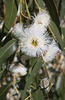 Indlæs billede i gallerifremviser, Start Your Garden with Eucalyptus Globulus Seeds | Grow Beautiful and Fragrant Eucalyptus Trees