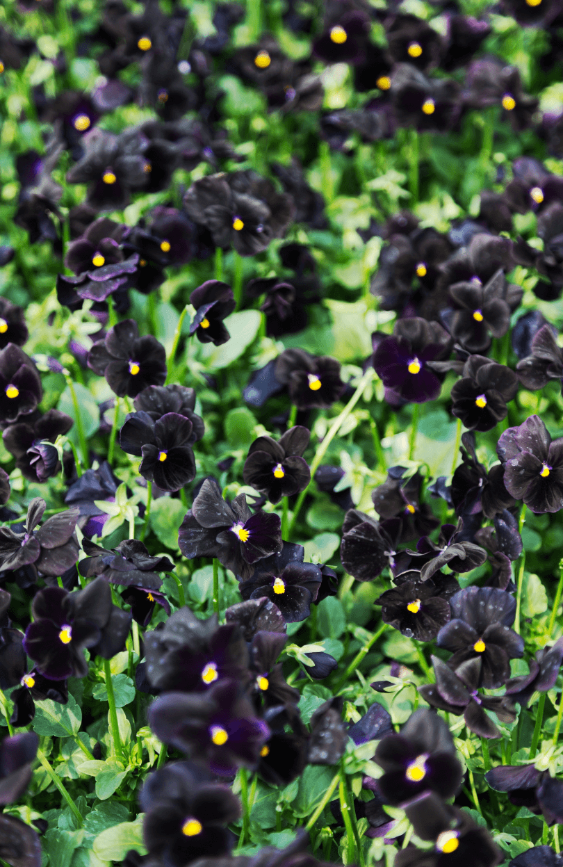 Bold and Beautiful: Buy Black Pansy Seeds for Enchanting Landscapes