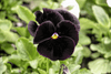 Dark and Dramatic Black Pansy Seeds: Buy for Striking Garden Displays